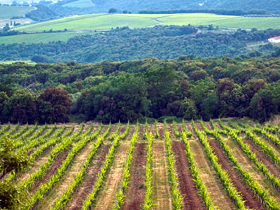 Vigneto Giardino